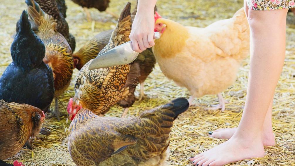 鸡球虫和腺肌胃炎应该先治疗哪个,小雏鸡腺肌胃炎吃什么药