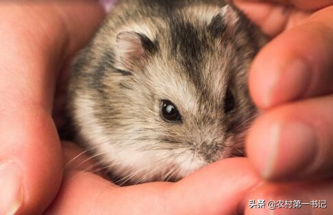 被养的仓鼠咬了需要打疫苗吗,新手养仓鼠被仓鼠咬怎么治疗