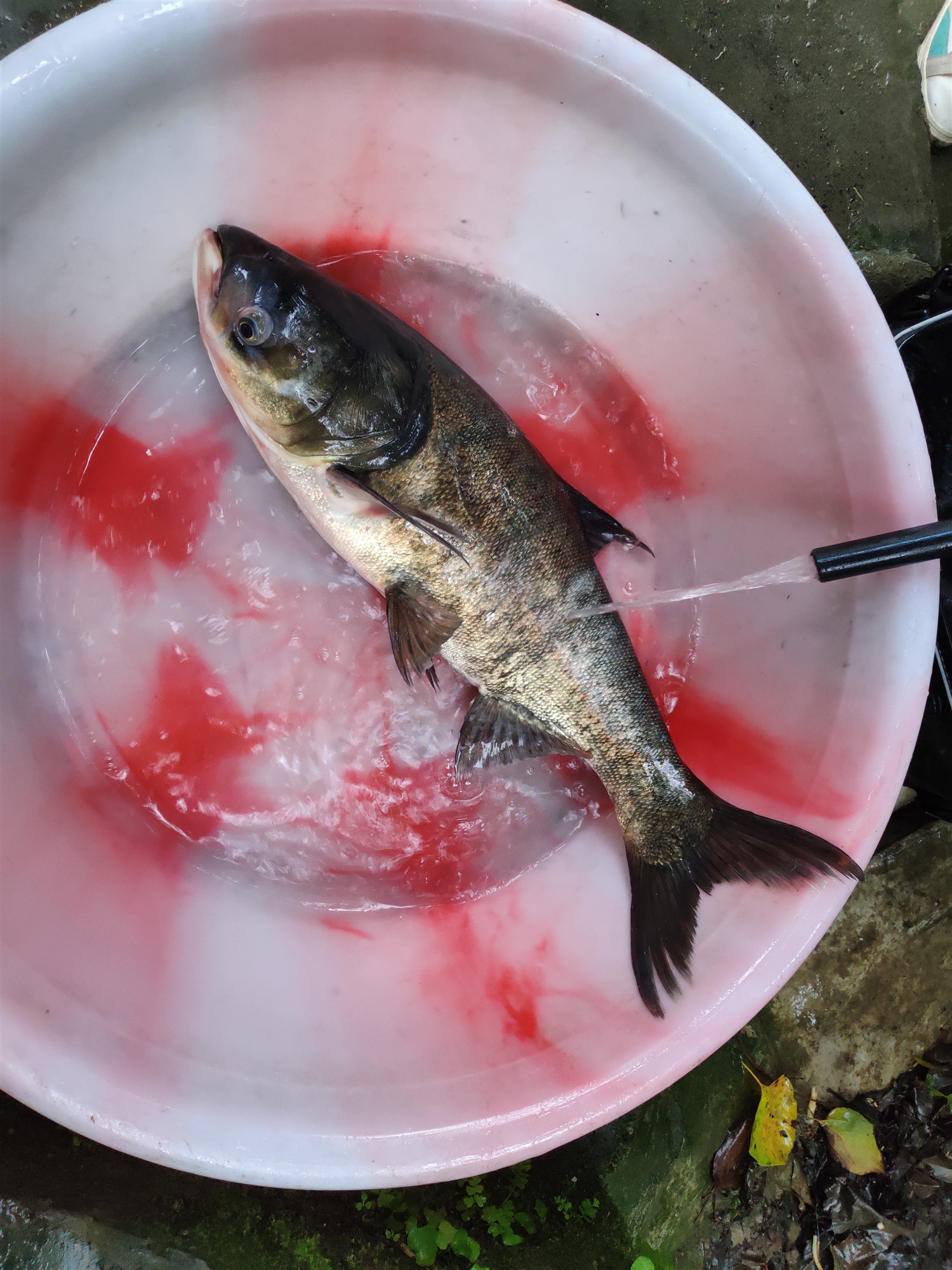 成都周边能钓鲢鳙的钓点有哪些,泗门朗霞附近野钓鲢鳙的地方