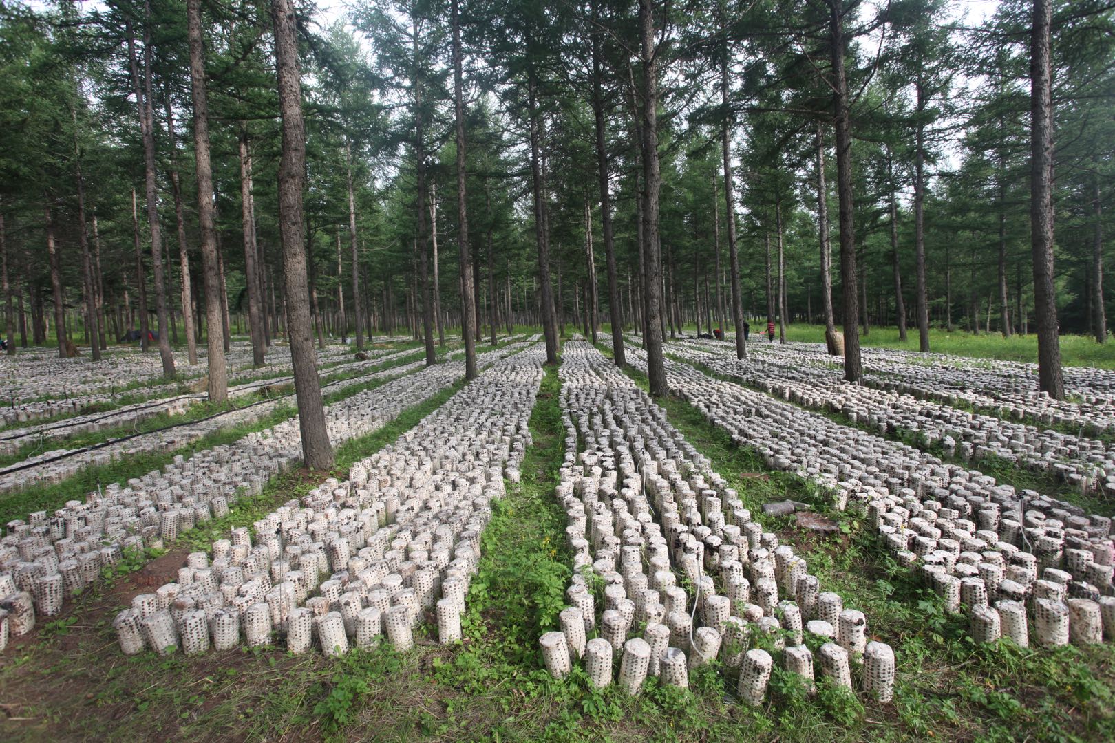 平菇种植方法及配料,平菇从种到采收要需要多长时间