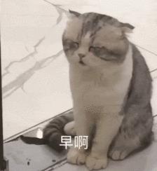 猫咪生病不吃东西只喝水怎么办,猫咪铲屎官的5种表现