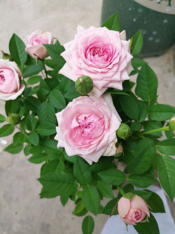 玫瑰花蔫巴了怎么能让它变好,玫瑰花发皱怎么处理