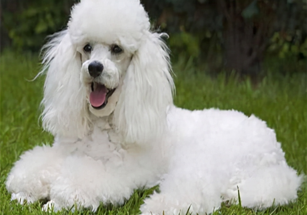 狗狗有癣家里怎么消毒,家有狗狗如何防虱子跳蚤