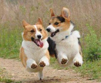 养柯基常识大全,饲养柯基