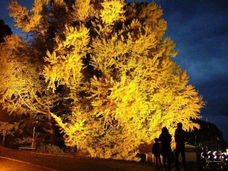 满大街的银杏树到底濒危在哪里,银杏树为什么濒临灭绝