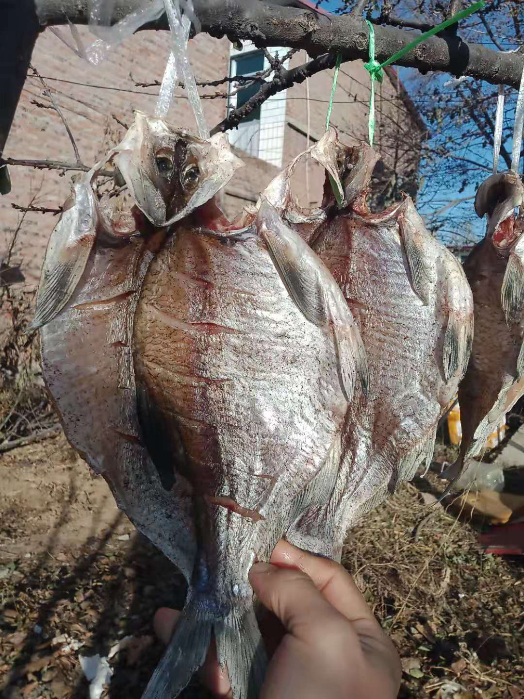 风干好的五香鱼怎么做好吃,风干鱼制作全过程教程
