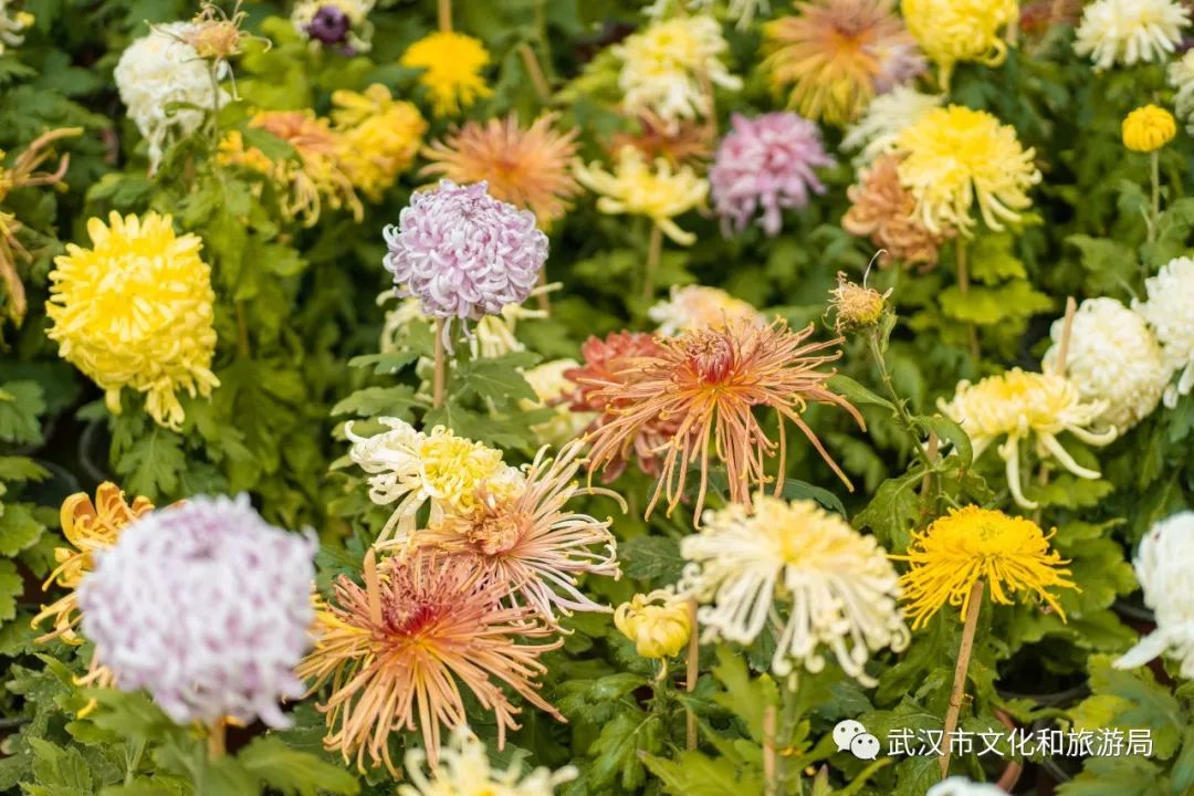 花点时间游武汉，满城都是菊花盛放的海洋