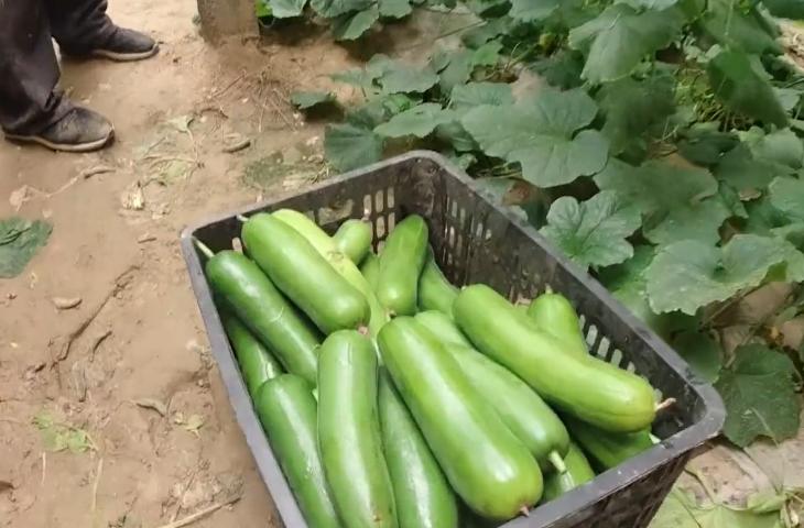 小苏打加什么能防治蔬菜病虫害,用小苏打种蔬菜防病又增产