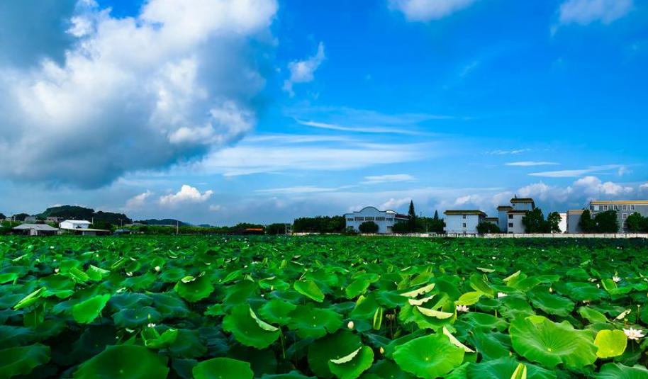 年号中的祥瑞文化,年号里的祥瑞文化是什么