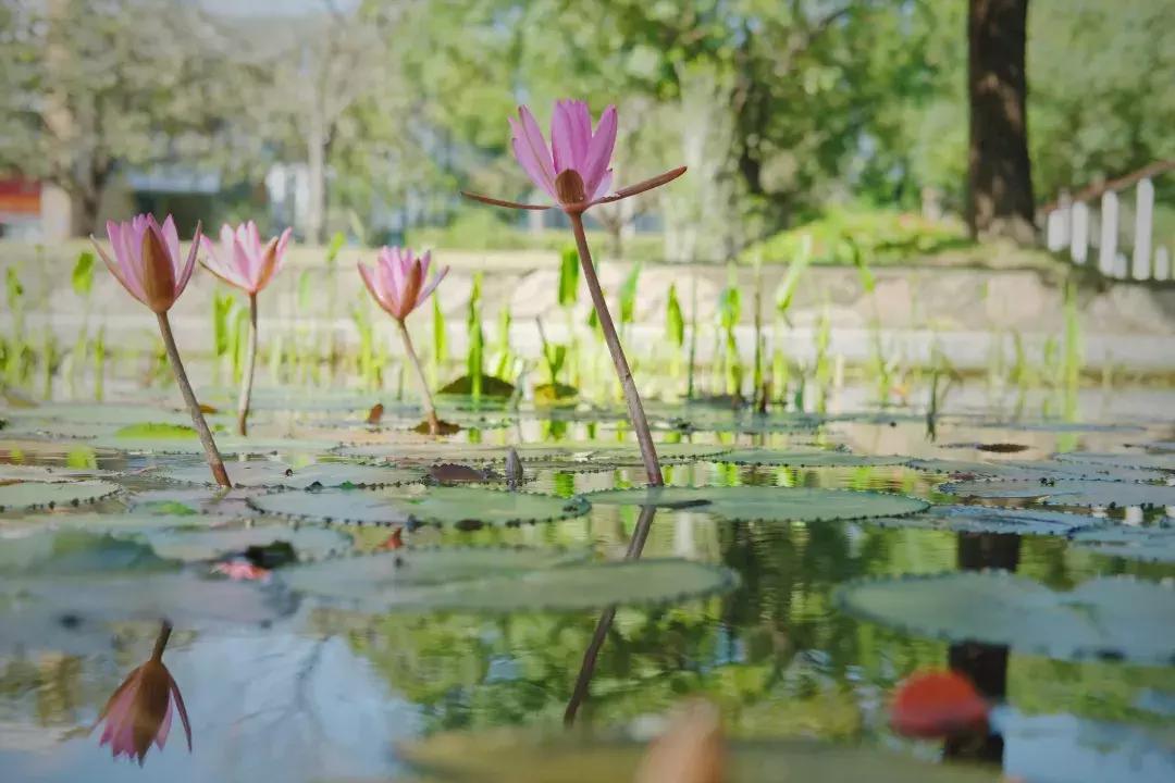 最近的华侨城,独一无二华侨城