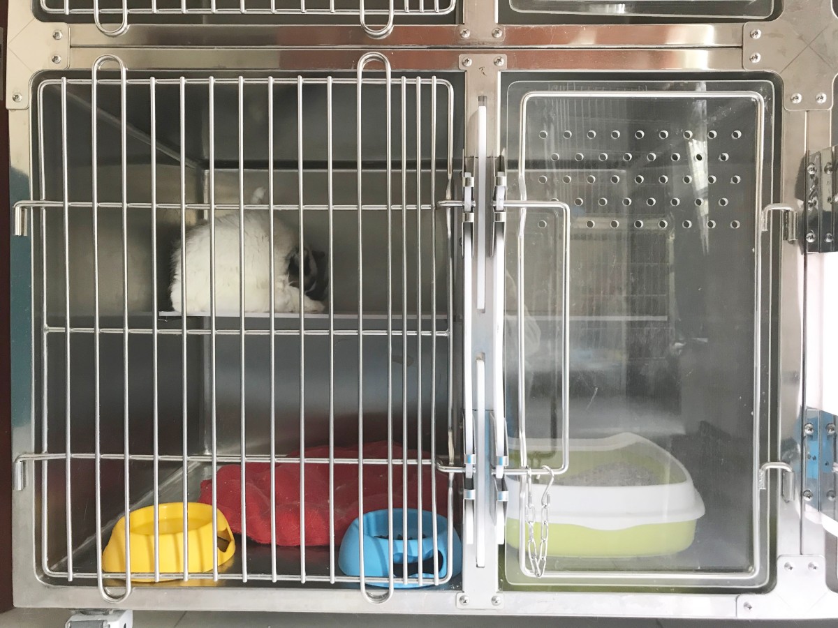 当了铲屎官才知道狗屎有多香,做了4年的铲屎官