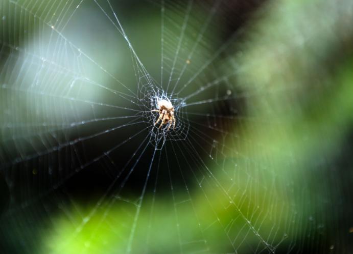 蜘蛛给人们的印象,蜘蛛印象出场