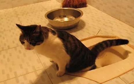猫咪为什么上厕所的时候喵喵喵,猫咪什么时候才会喵喵叫