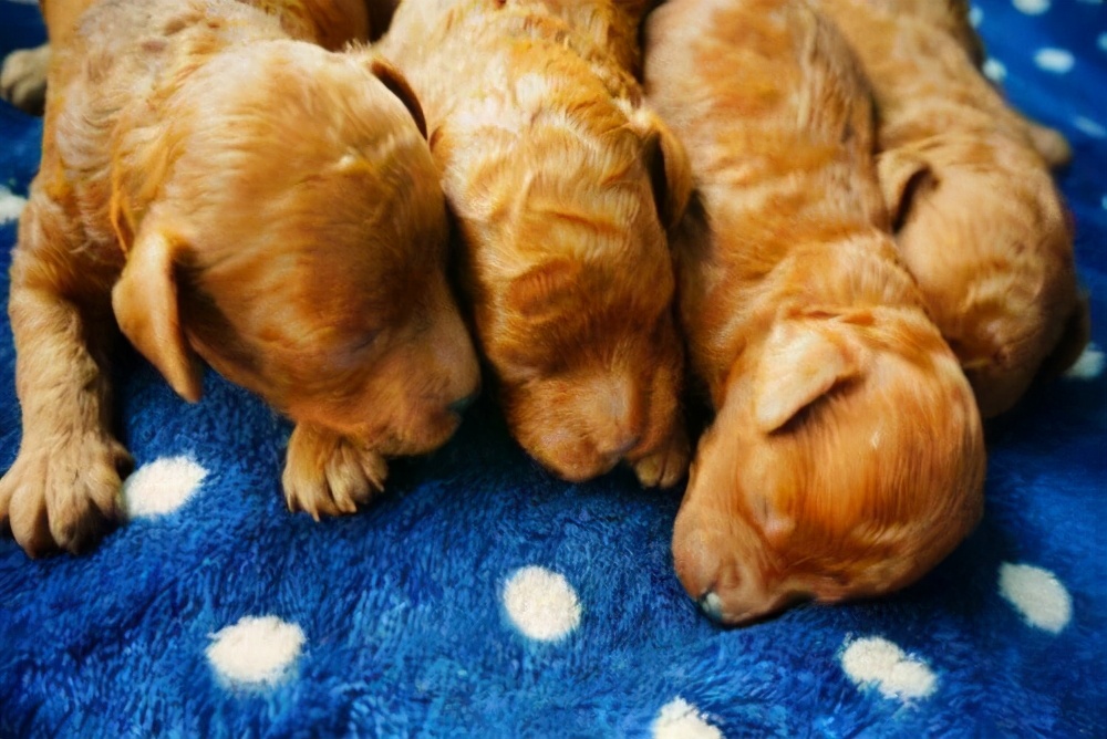 泰迪饲养攻略看完会收获不少,泰迪一公一母正确养法