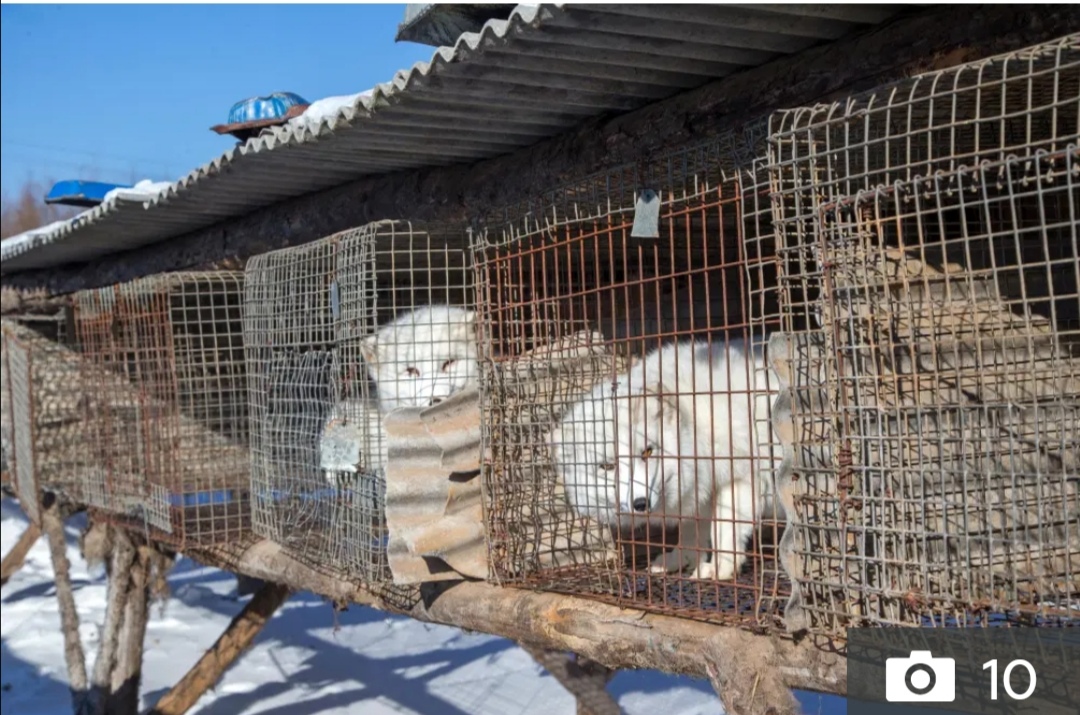 狐狸被扒了皮后还能活吗,狐狸被扒了皮后还活着的视频