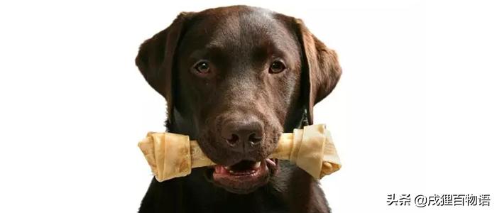 狗狗突然开始乱尿乱拉怎么纠正,狗狗最近突然乱尿