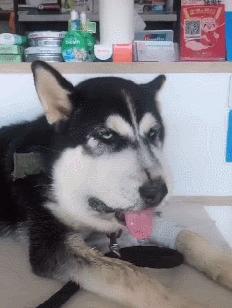 狗狗们天生好斗，被蛇“亲”过后脸都肿成了猪头，真不让人省心啊