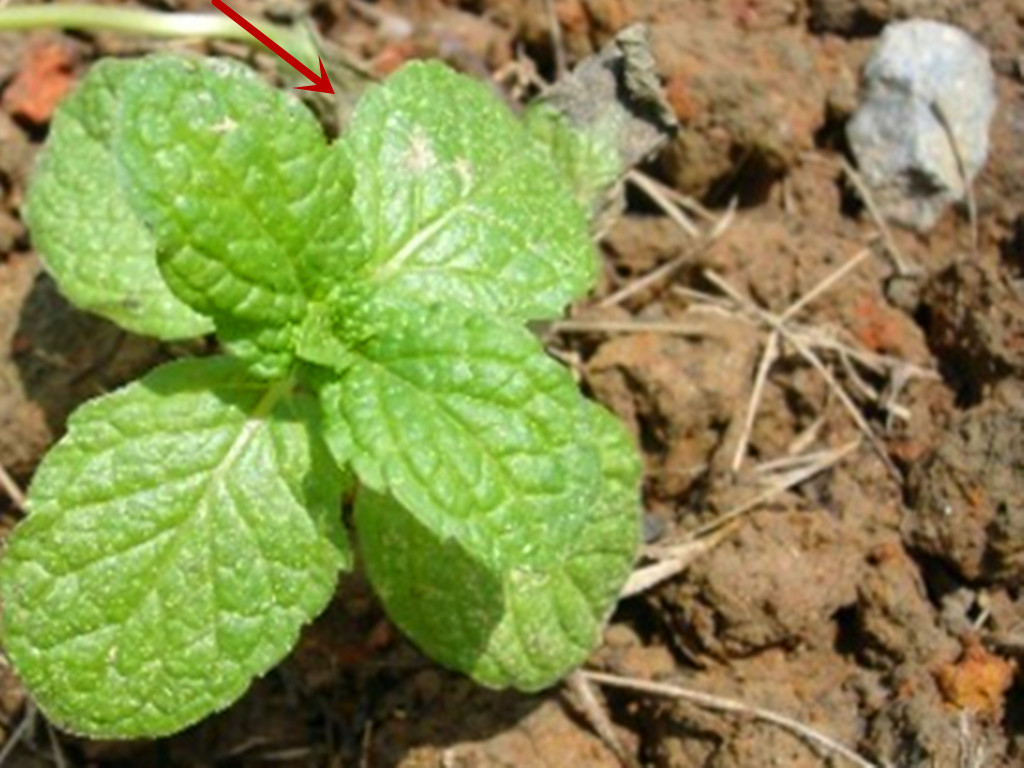 薄荷的3种繁殖方法,薄荷种子发芽了特别细弱怎么办