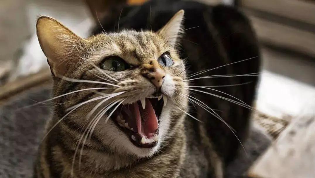 猫咪胡须对猫有什么影响,猫咪的胡子能招财吗