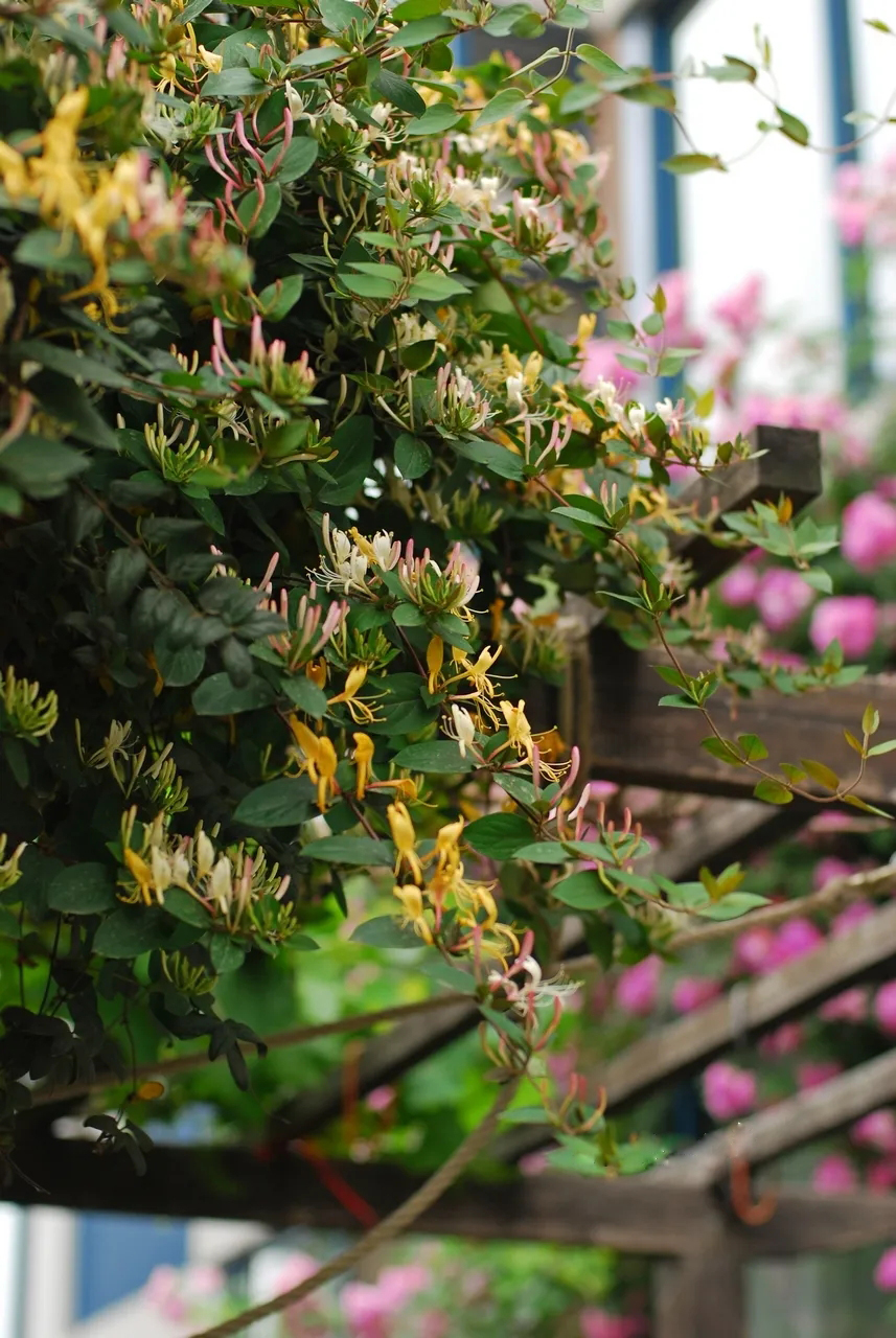 院子种什么爬藤最好,适合院子里种的爬藤植物