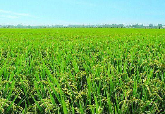 以农业发展为主,山区农业经济怎么发展