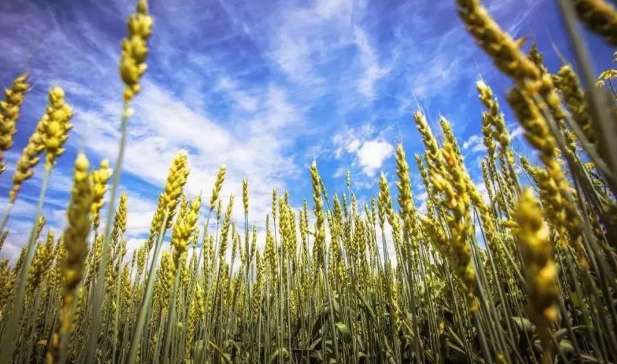 品种、模式、品质，日本农业“高明”在哪儿？