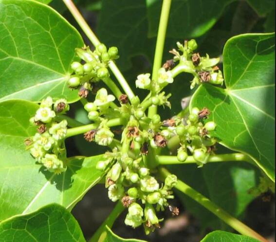 过年好吃的坚果有哪些,春节必吃的几种坚果