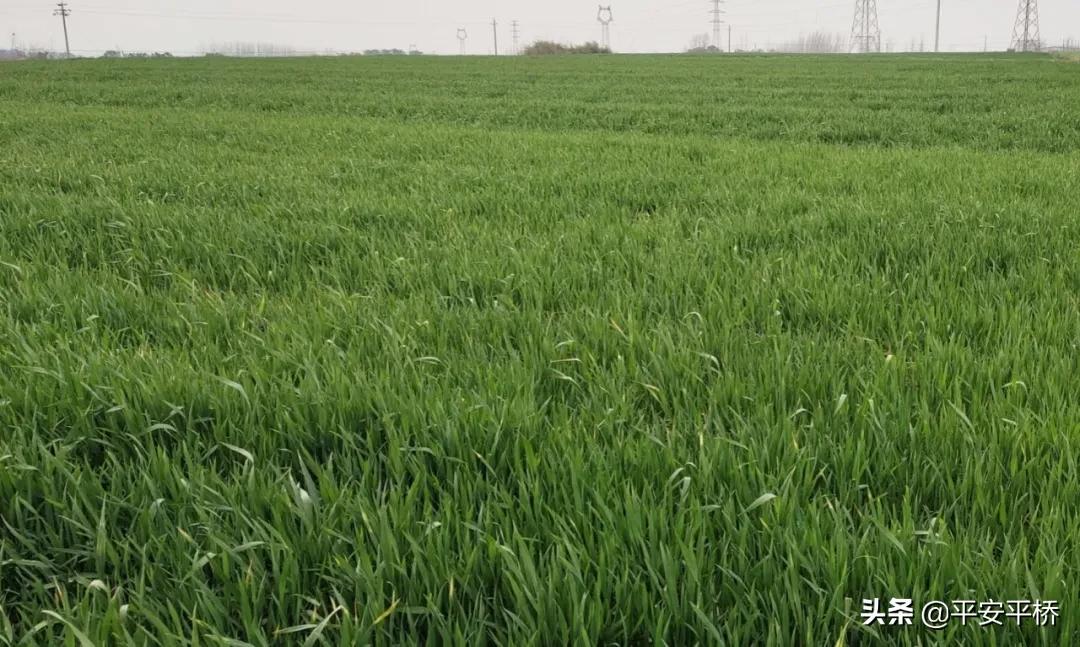 临渭区防疫不放松春耕工作,防控疫情不松劲春耕备耕不停歇