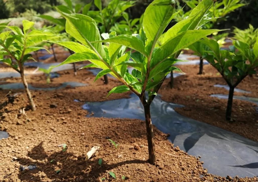 种植魔芋还能赚钱吗,种魔芋赚钱吗