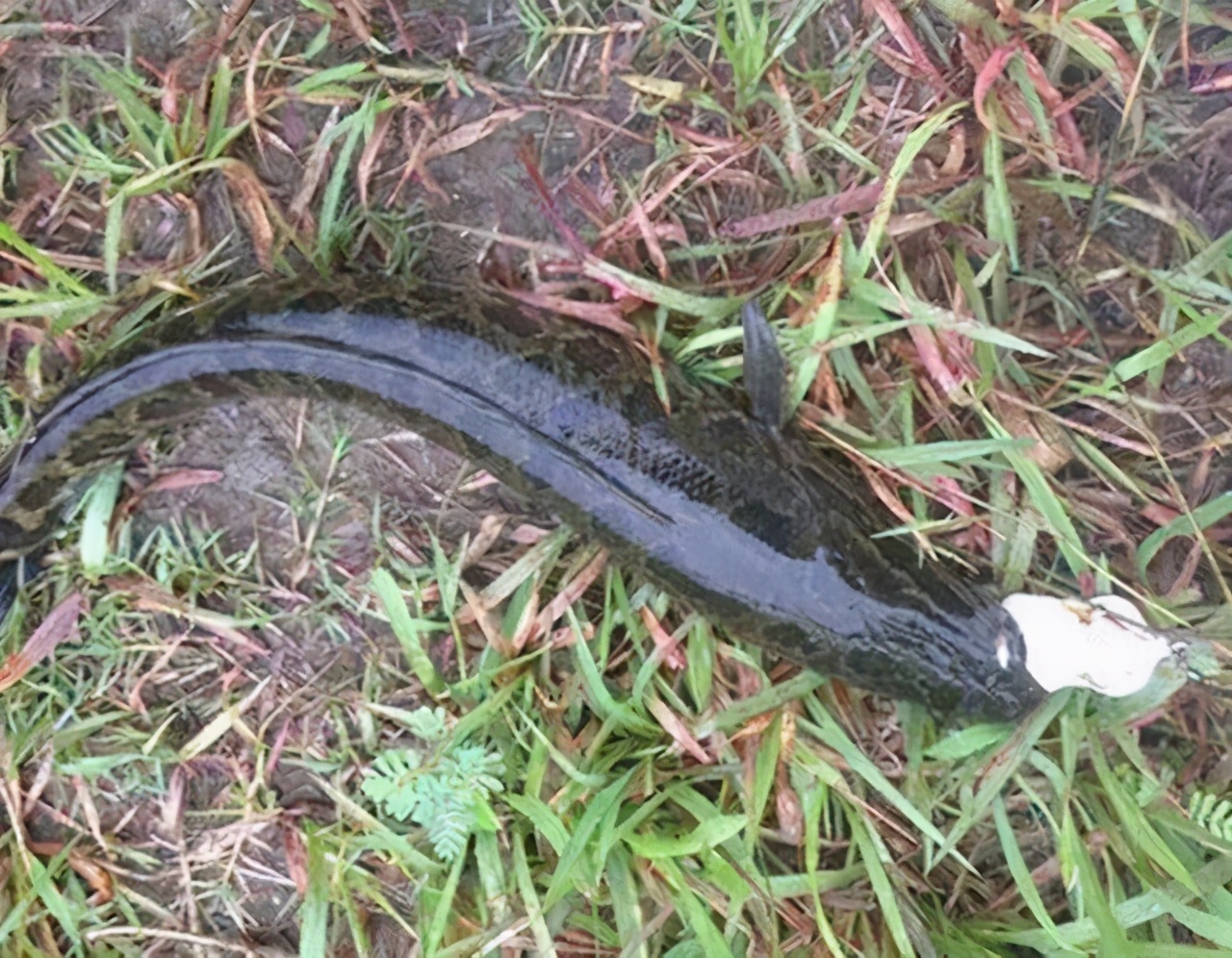 秋天天气变冷鱼不下底,秋天变天降温黑鱼开口吗