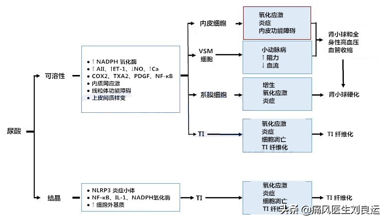 尿频是前列腺炎吗,尿酸高对前列腺有啥影响