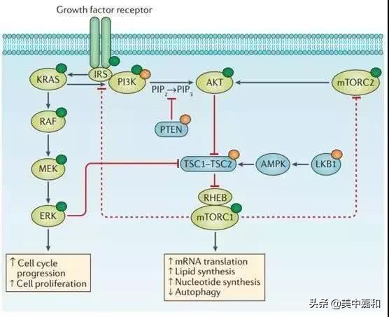 关注乳腺癌的靶向治疗，你又知道多少？