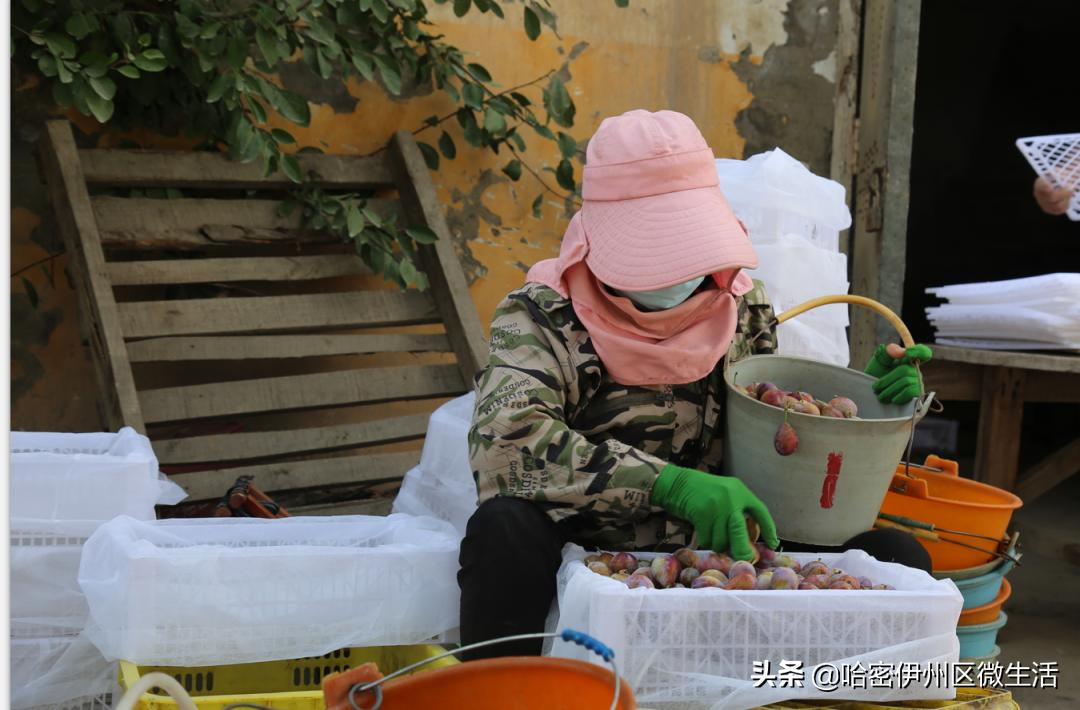 你好！我是一颗来自伊犁的西梅，这是我的名片
