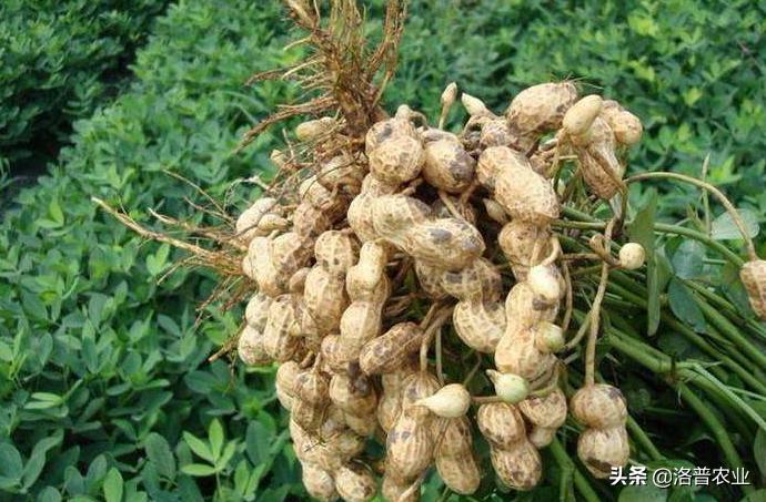 种植花生的技术和注意事项,付老师花生种植技术视频