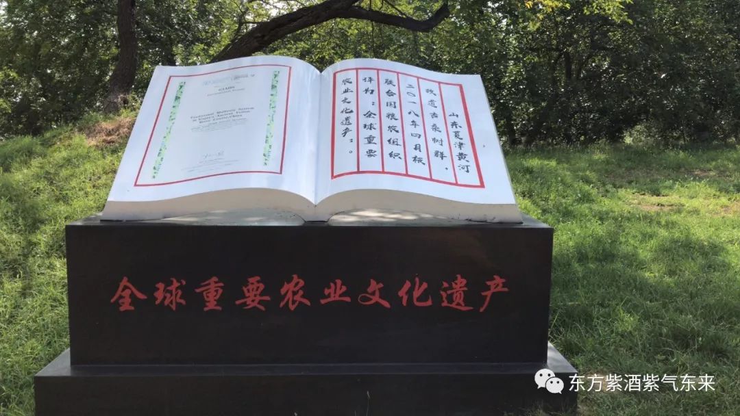 桑椹酒哪的产地最好最正宗,东方紫甜桑葚