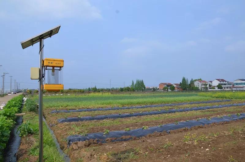 不用化肥农药的菜种植方法,不用化肥农药真的能种出来蔬菜吗