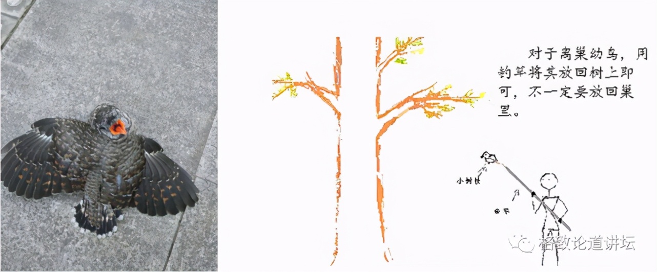 捡到只受伤的鸟怎么办,野外捡到受伤的小鸟