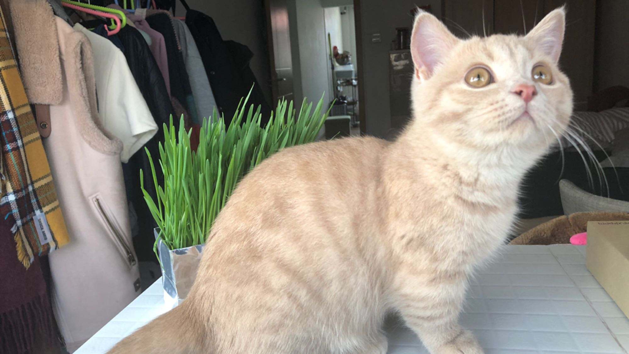 狗能吃含有牛磺酸的食物,狗吃猫粮会有什么后果