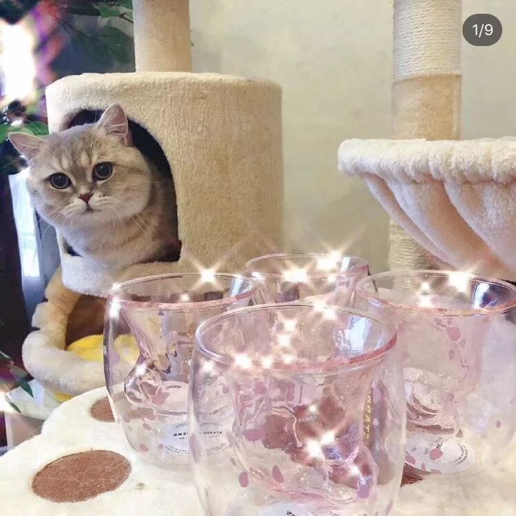 养猫划算还是撸猫划算,到底是养猫容易还是养女朋友容易