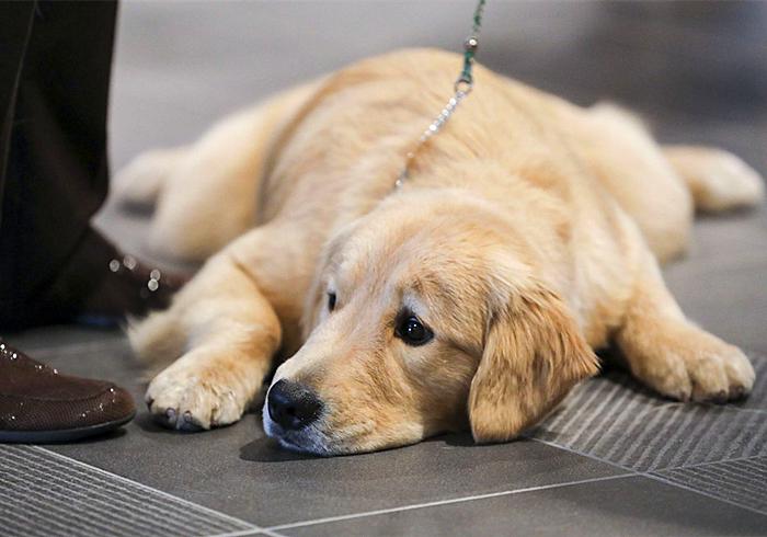 犬瘟和犬副流感的区别,小狗犬瘟热有什么表现怎么治