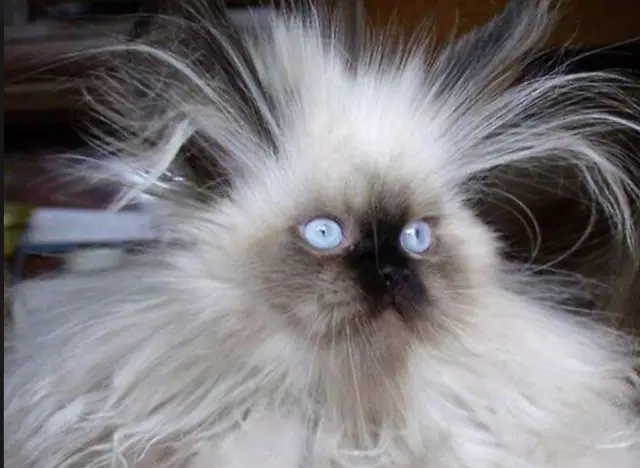 能把头发卷起来的发饰怎么戴,可以让两边头发蓬松起来的发饰