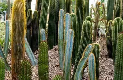 野外求生净化水的方法,野外生存取水的正确方法