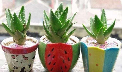 芦荟冬季发红了是什么原因,芦荟叶片发黄发黑怎么回事