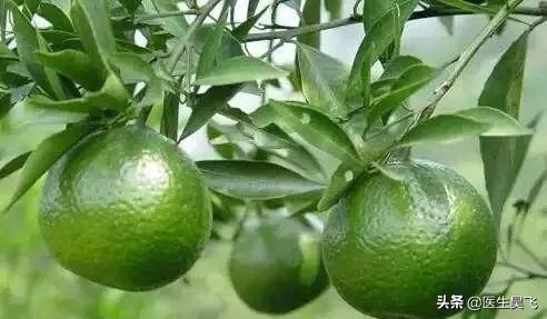 草本传香｜青皮——疏肝气散肿块