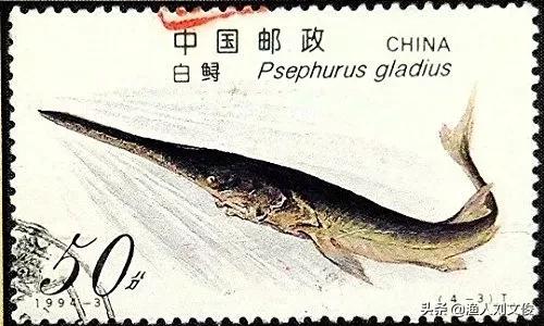 长江白鲟与加拿大白鲟有什么区别,中华大鲟鱼和长江巨白鲟