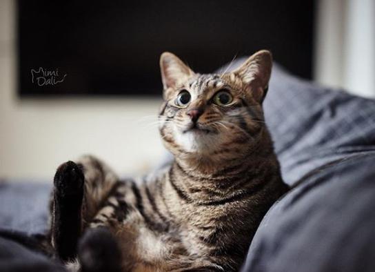 猫真的有那么聪明吗,猫真的有那么聪明嘛