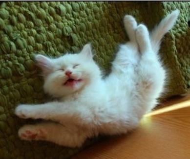 猫咪脱肛怎么治疗,猫咪脱肛怎么在家快速治疗