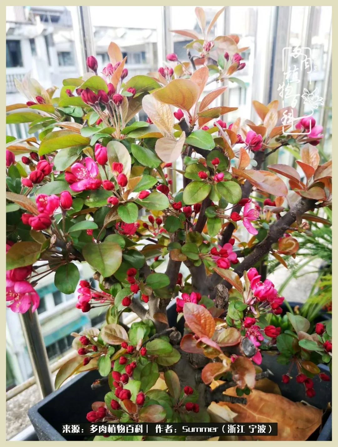 多肉小白新手入门,多肉新手上路请多指教