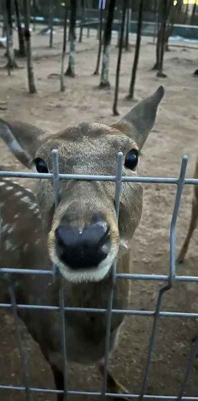 长白山怎么选酒店,长白山旅游攻略长白山西坡酒店