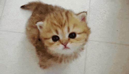 养猫的七条禁忌,养猫攻略之猫咪乱尿